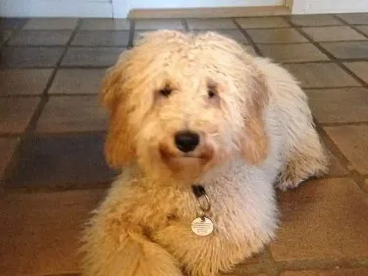 Billede 15 - Goldendoodle og andre doodler