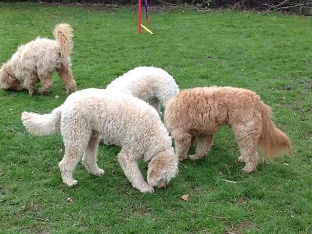 Billede 11 - Goldendoodle og andre doodler