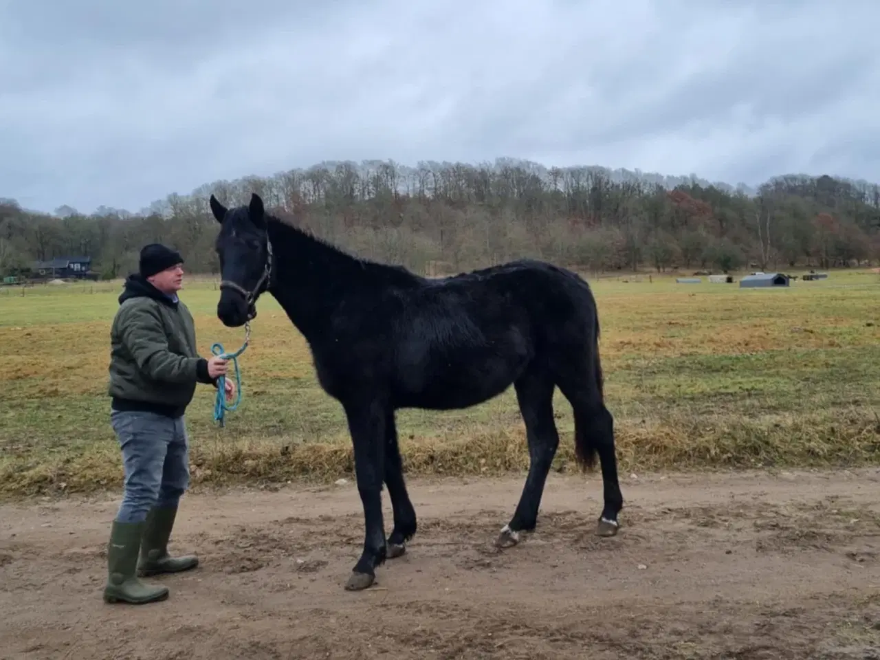 Billede 4 - 2 årig hannoveraner med springpotentiale
