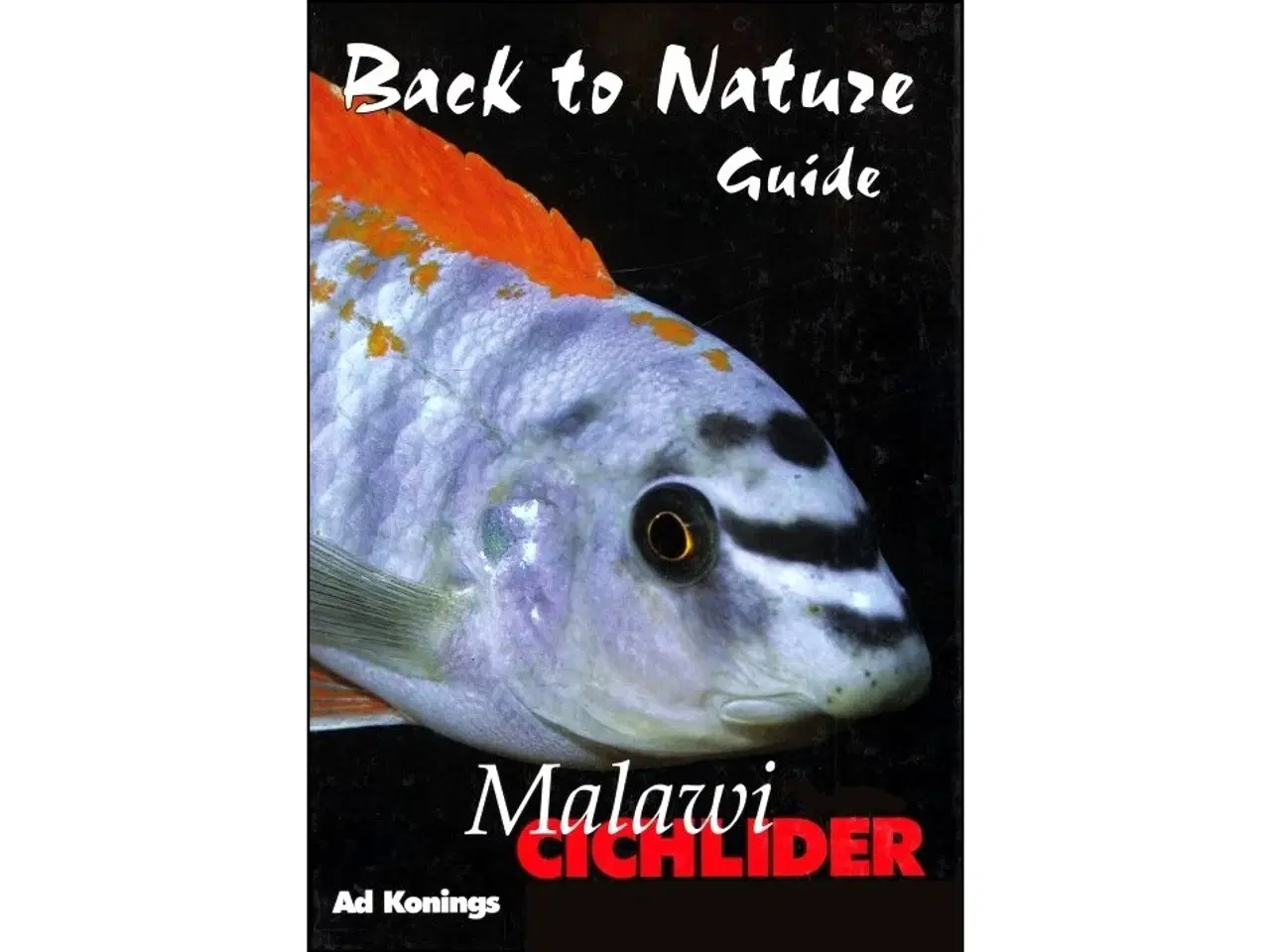 Billede 1 - Malawicichlider