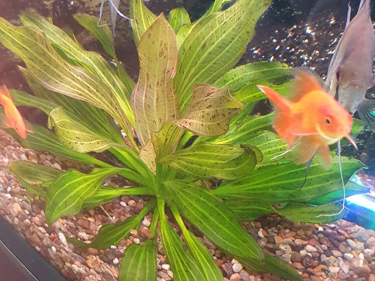 Billede 4 - Akvarieplanter/planter 