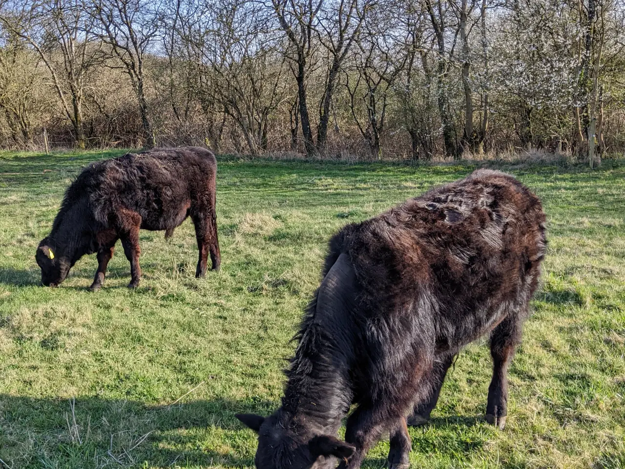 Billede 4 - Årstyr byttes til ko/kvie (Angus)