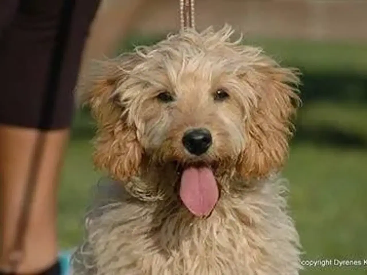 Billede 5 - Goldendoodle og andre doodler