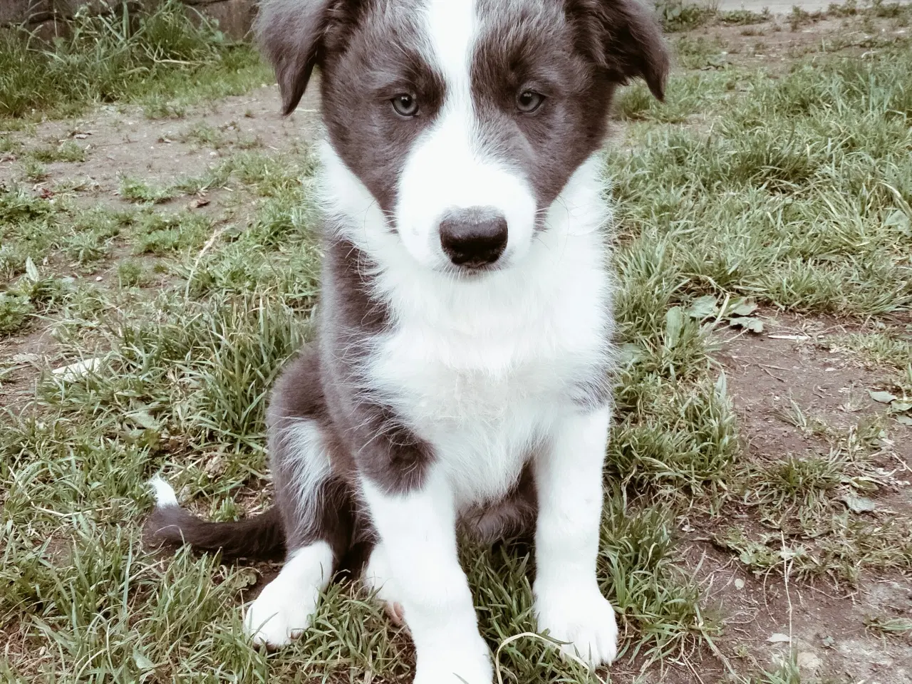 Billede 1 - Dejlige Border Aussie hvalpe til salg. 