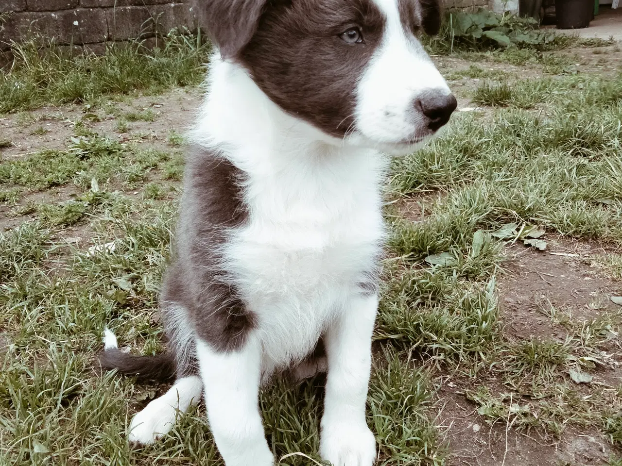 Billede 2 - Dejlige Border Aussie hvalpe til salg. 