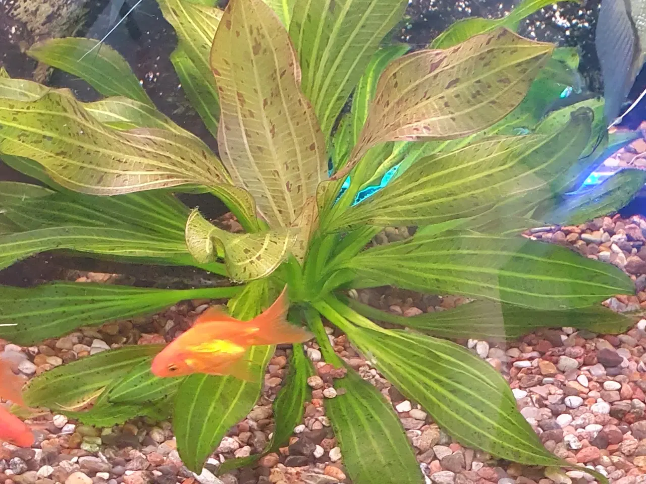 Billede 3 - Akvarieplanter/planter 