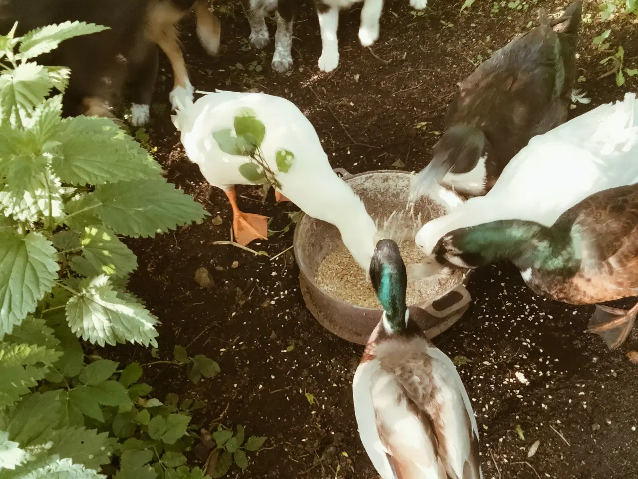 Billede 7 - Dejlige Border Aussie hvalpe til salg. 