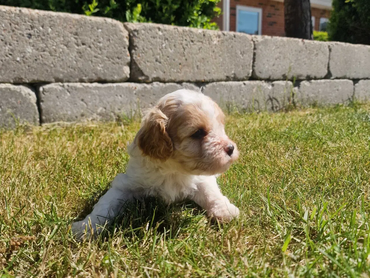Billede 11 - Cavapoo