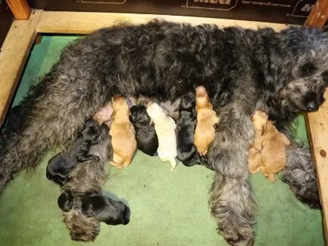 Billede 16 - Goldendoodle og andre doodler