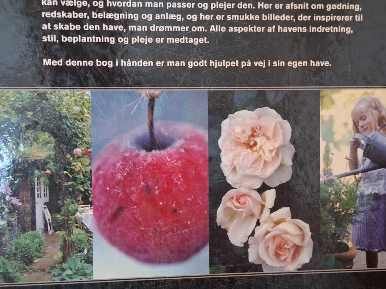 Billede 5 - Politikens store Havebog 