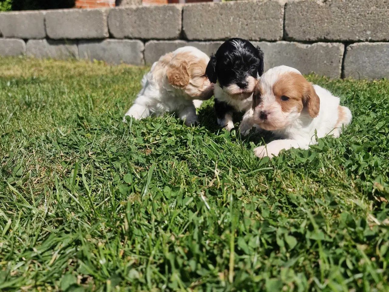 Billede 6 - Cavapoo