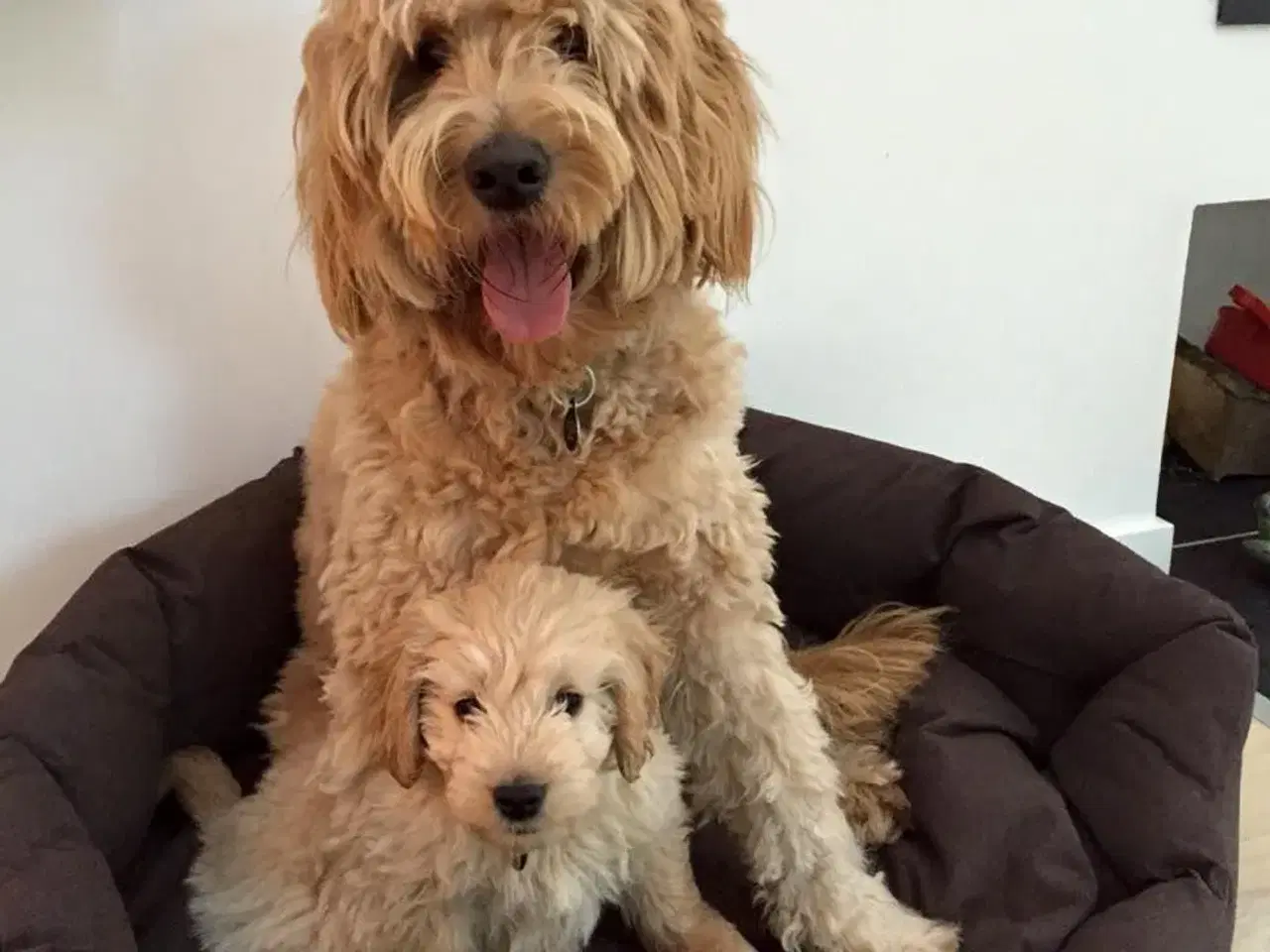 Billede 18 - Goldendoodle og andre doodler