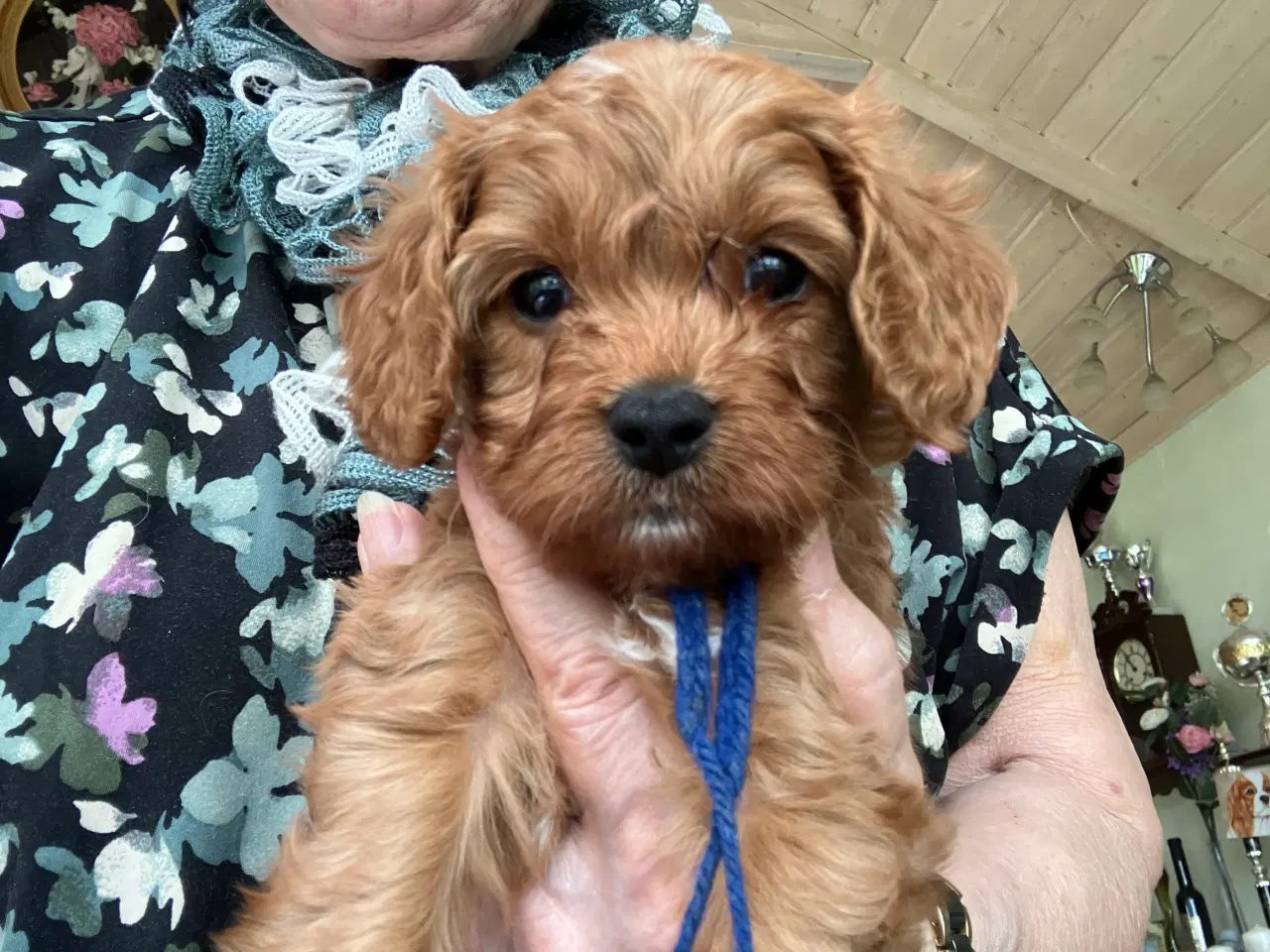 Billede 1 - Cavapoo 