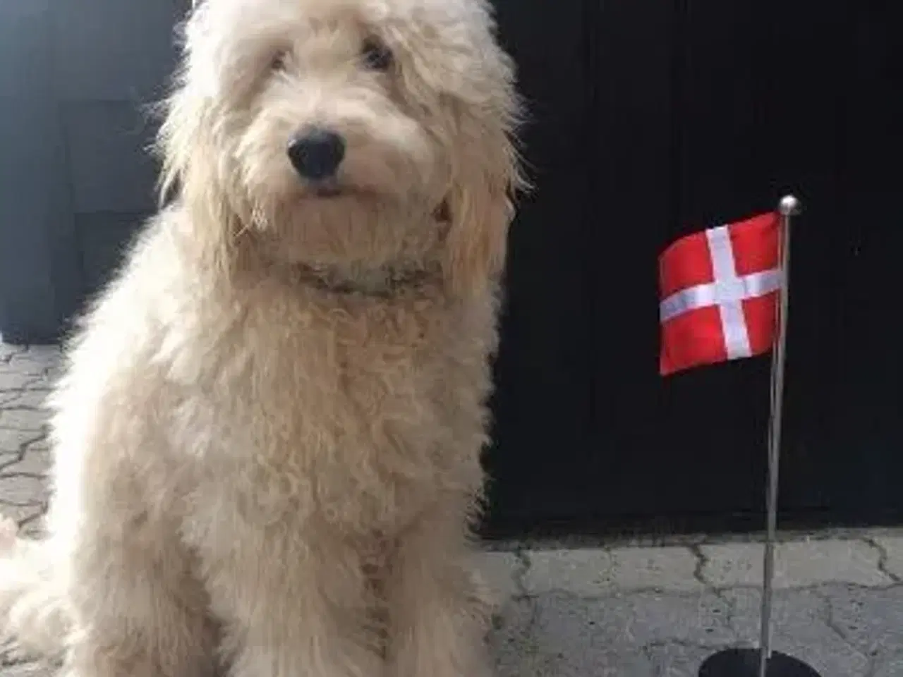 Billede 8 - Goldendoodle og andre doodler