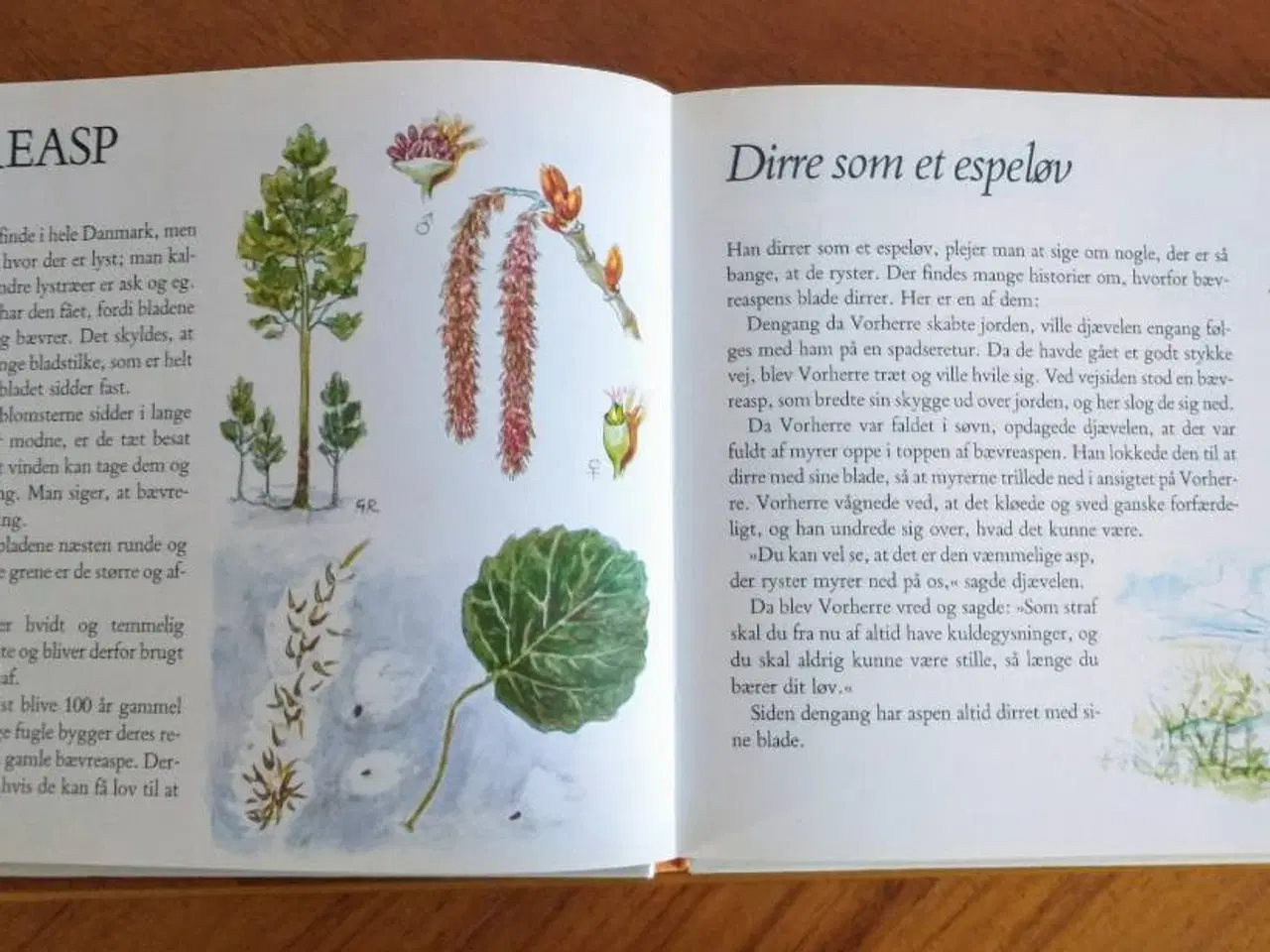 Billede 3 - Børnenes bog om Træer