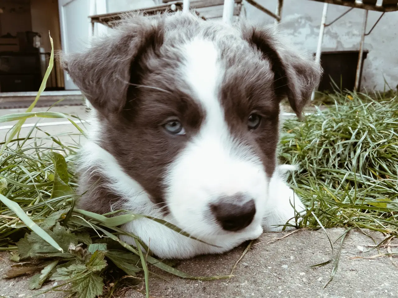 Billede 6 - Dejlige Border Aussie hvalpe til salg. 