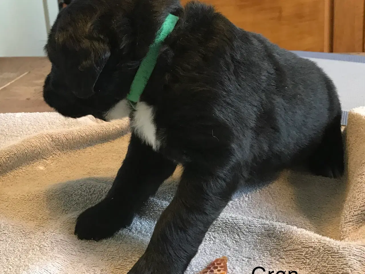 Billede 2 - Labradoodle  hvalpe en skøn familie hund.