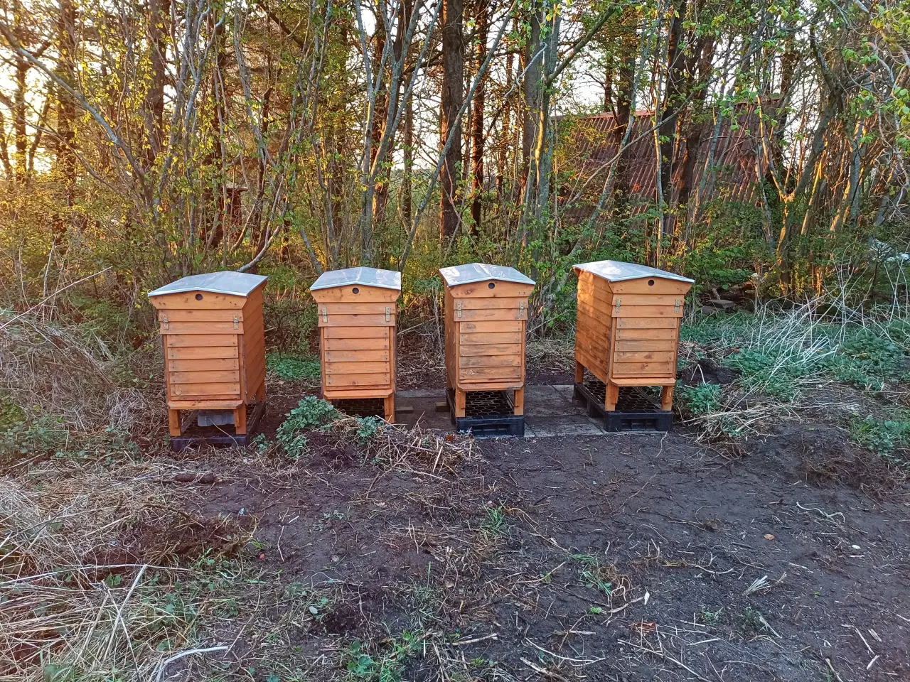 Billede 1 - Bifamilie på 12-10 rammer.