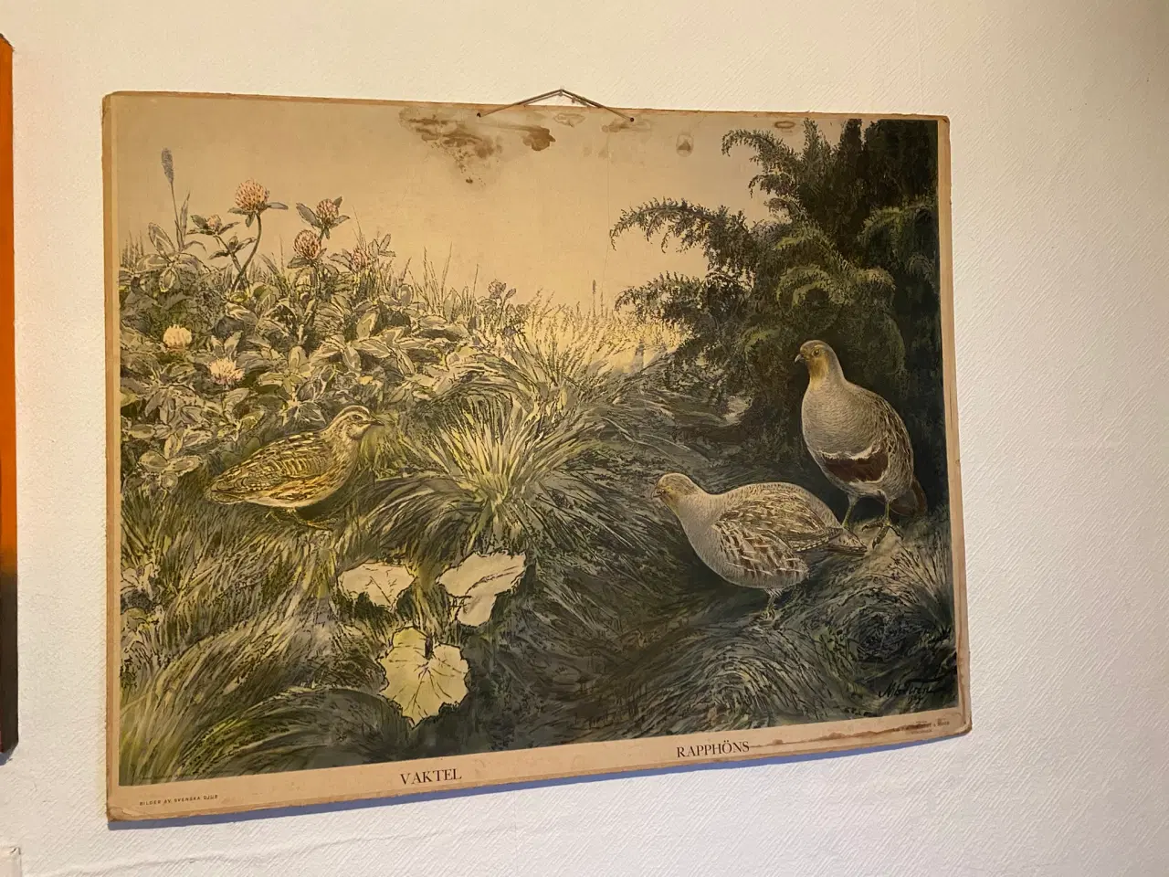 Billede 1 - Anskuelsestavle vagtler