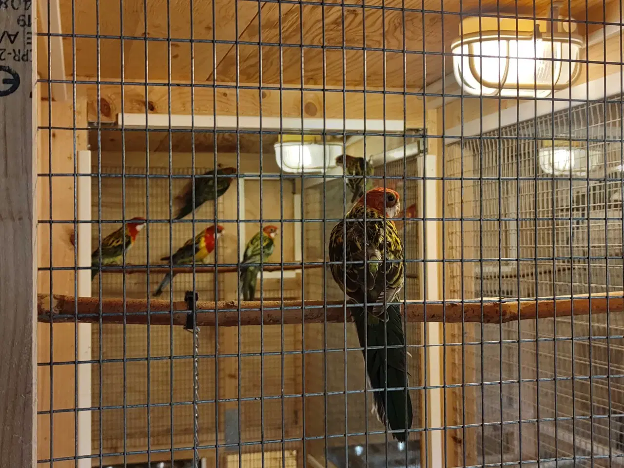 Billede 1 - Rosella parakit