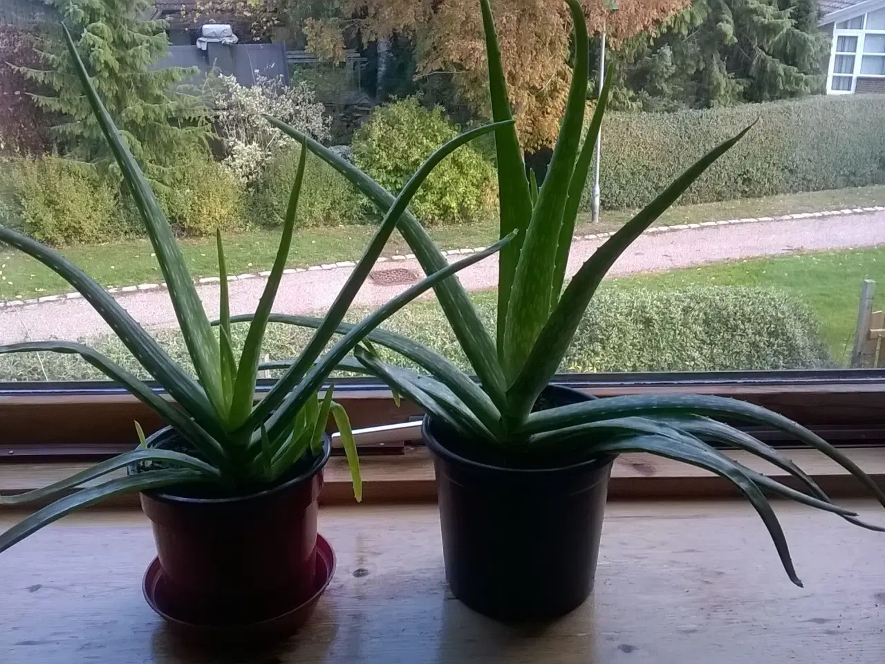 Billede 1 - Aloe Vera potteplanter