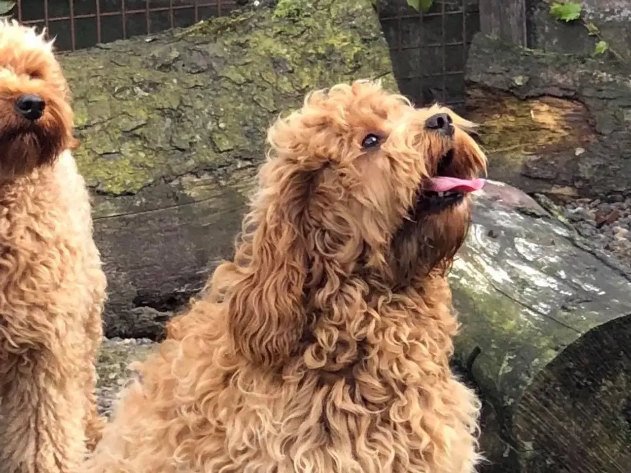 Billede 1 - Goldendoodle og andre doodler
