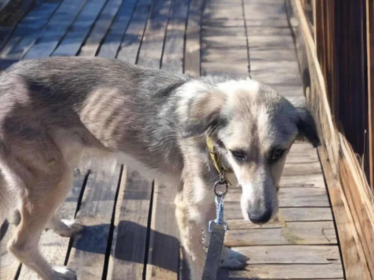 Billede 3 - Sød hund søger ny chance 