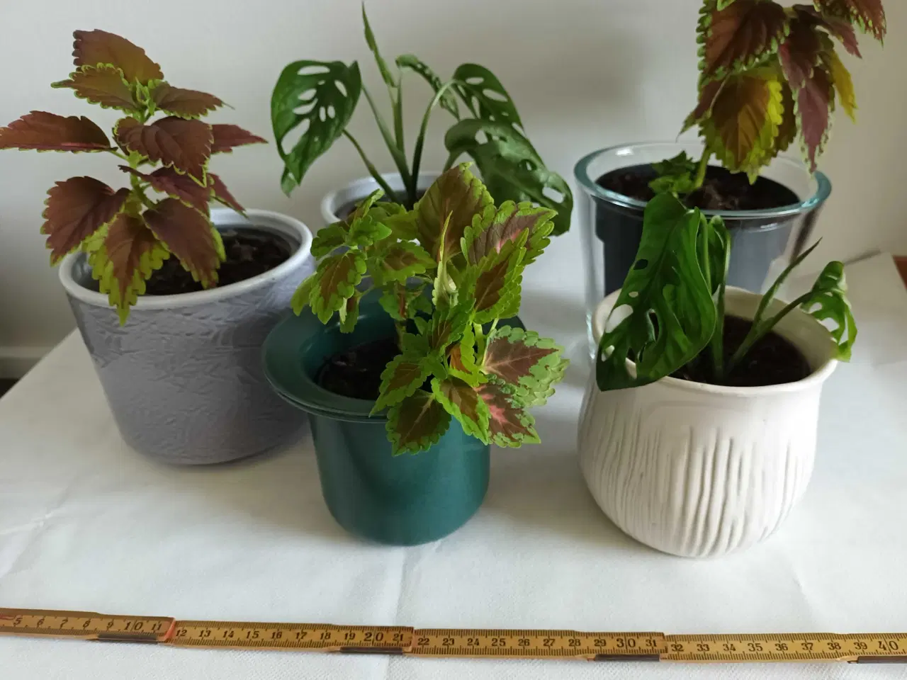 Billede 1 - 5 fine planter med urtepotteskjuler 