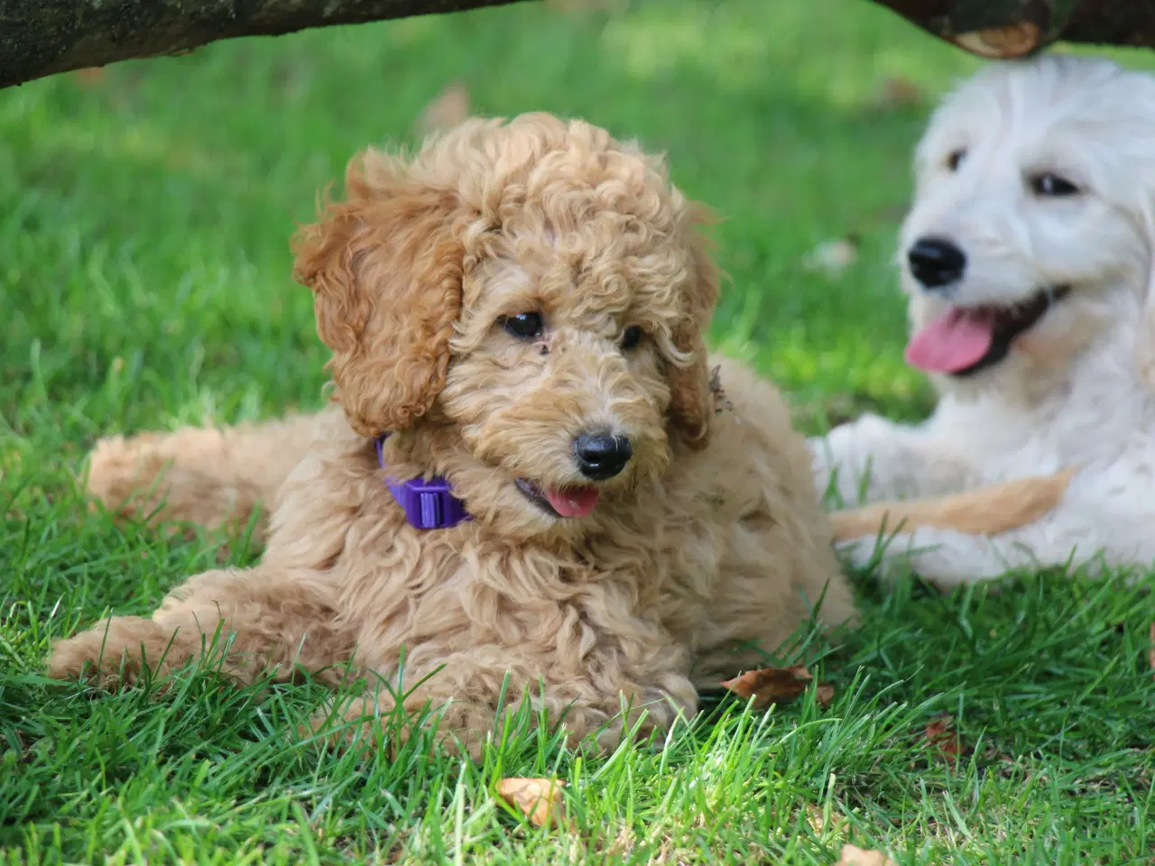 Billede 1 - Goldendoodle Doodledoodle Cavapoo