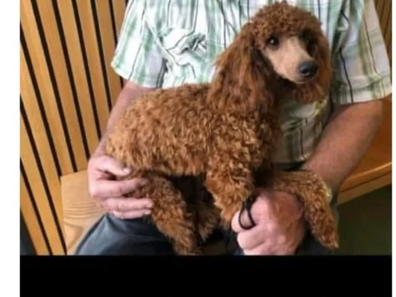 Billede 2 - Cavapoo 