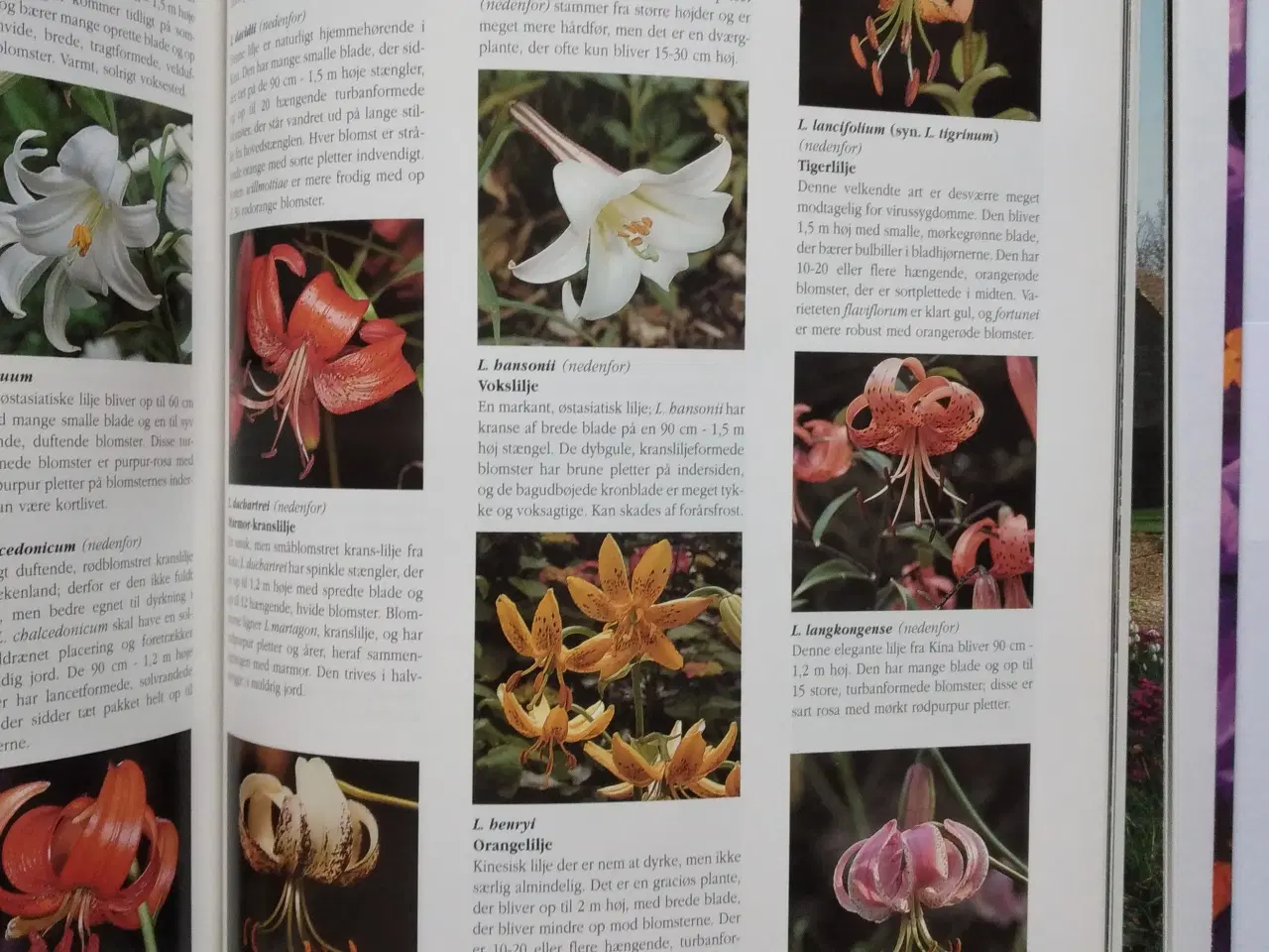 Billede 3 - Politikens - Blomsterløg og Knolde