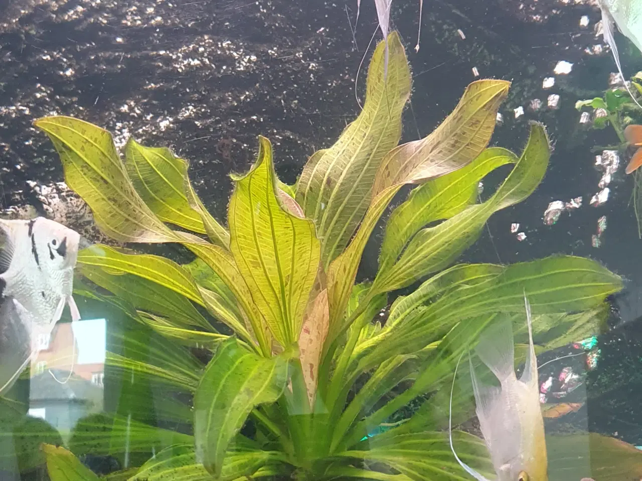 Billede 6 - Akvarieplanter/planter 