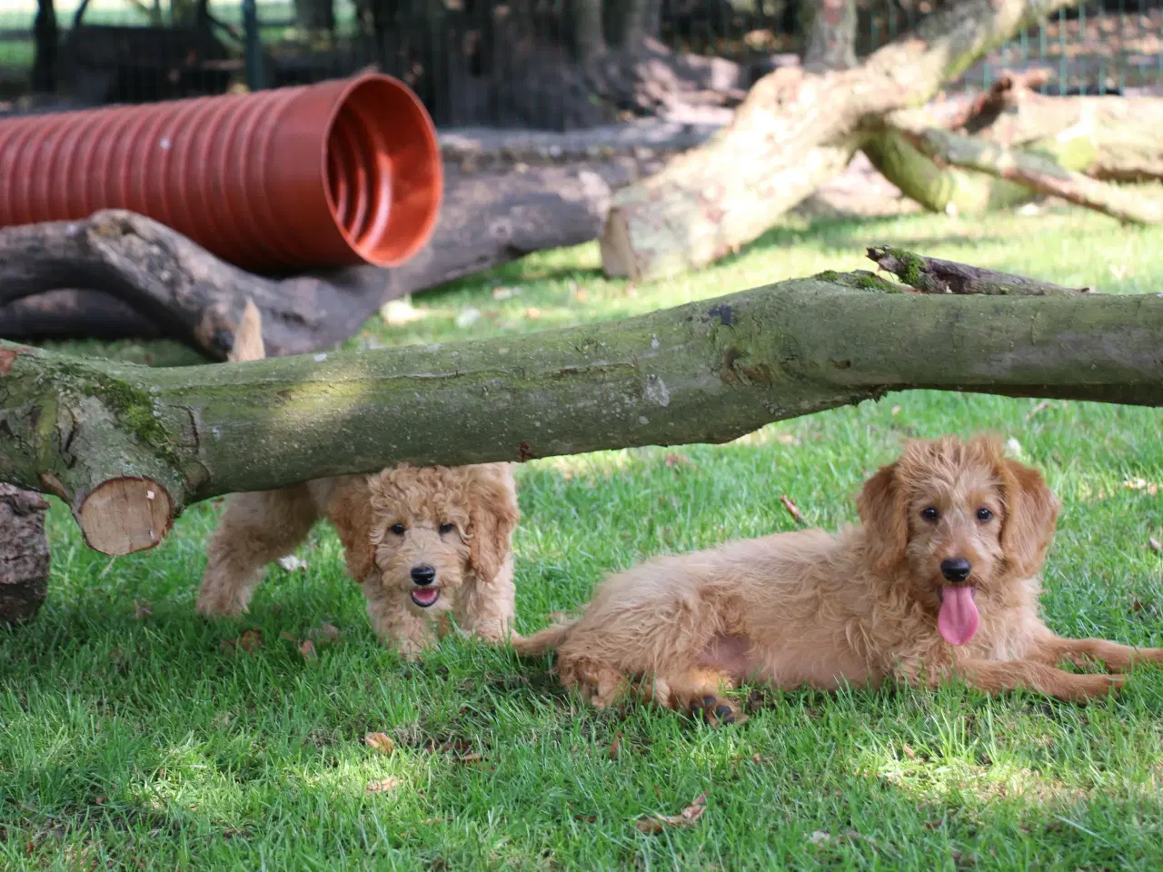 Billede 2 - Goldendoodle Doodledoodle Cavapoo