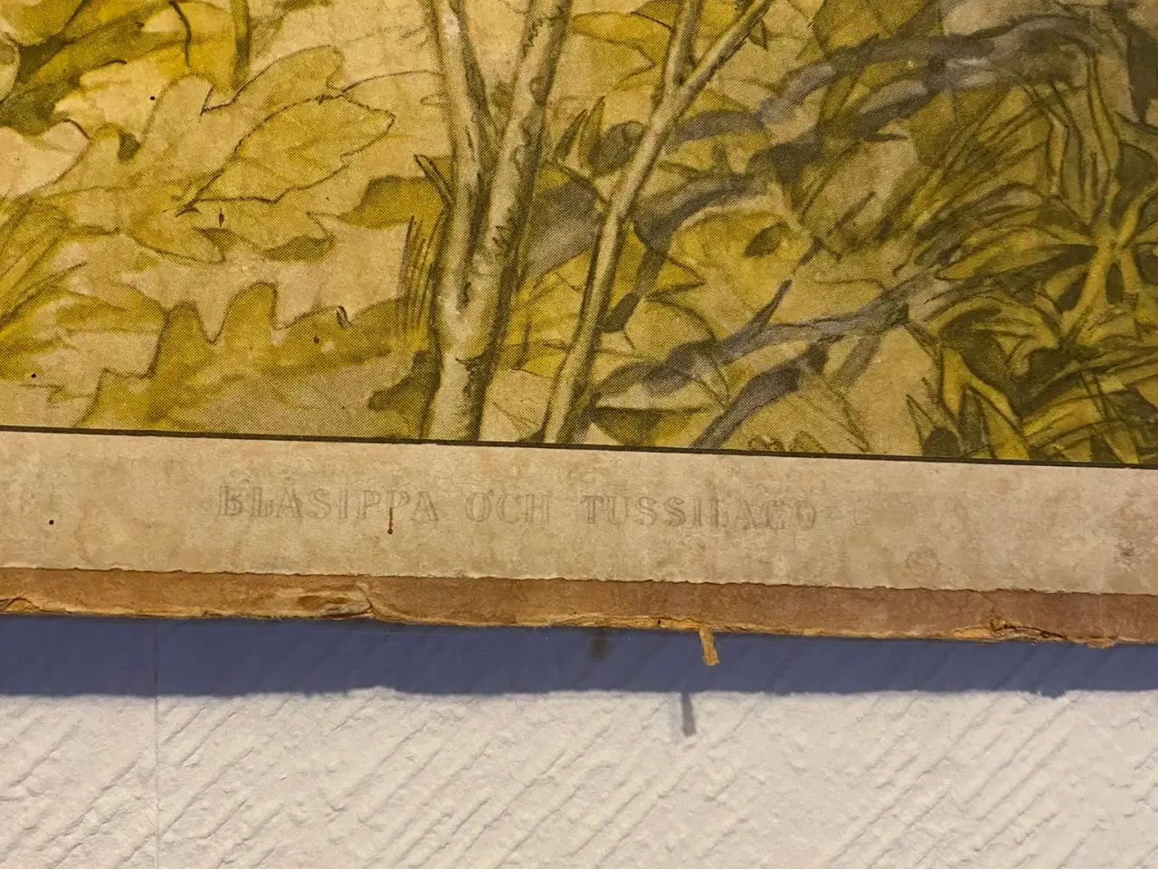 Billede 3 - Anskuelsestavle svensk forårsnatur