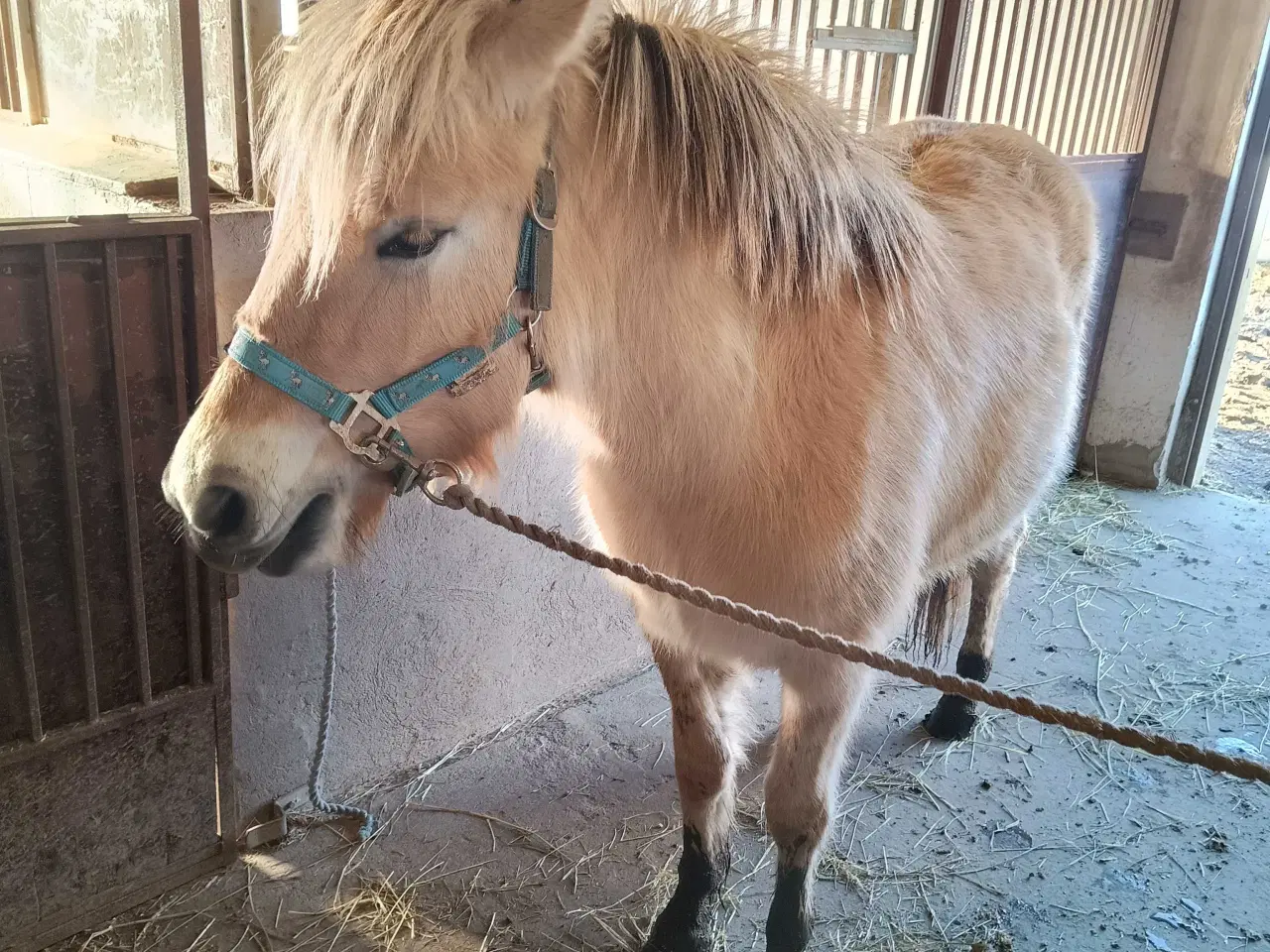 Billede 4 - sælge  hest