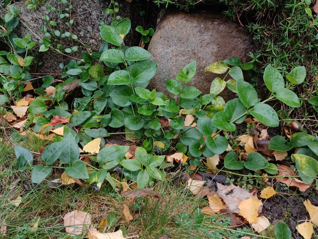 Billede 2 - Vinca Major - stedsegrøn bunddække plante