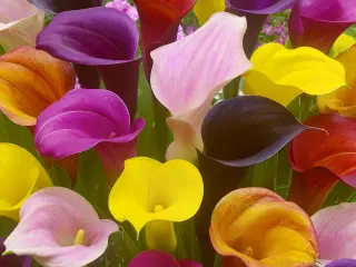 Calla Mix knolde - Lette eksotiske sommerblomster