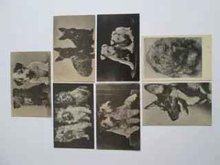 21 Postkort m. hunde