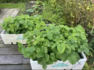 2års jordbærplanter