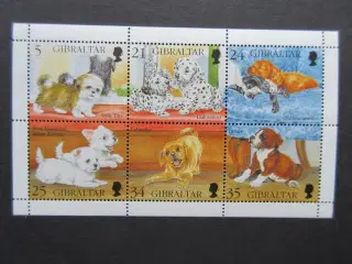 søde hunde hvalpe