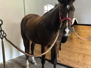 Opstaldning med turmulighed og ridebane 