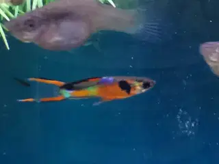 Red cheast endler guppy 