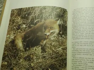 Vildt og jæger