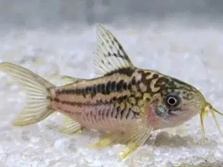Corydoras elegans 