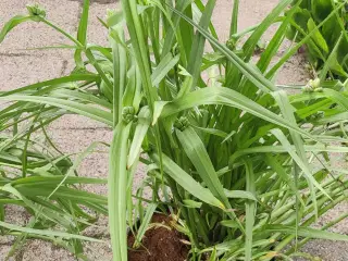 haveplanter