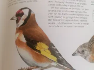 Pibe søges, Købes, Fyn