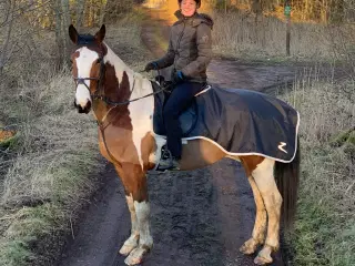 13 årig vallak 