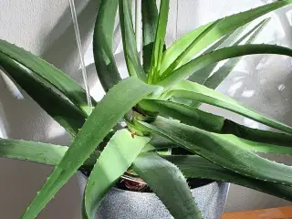 Stueplante	