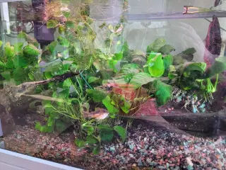 Anubias nana (tror jeg)