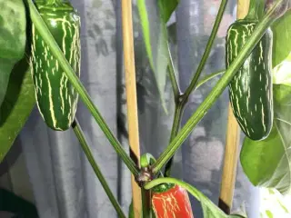 chili frø - 3 slags